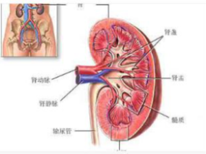 Kidney Cancer Treatment in India