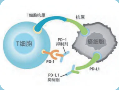Immunotherapy Overview